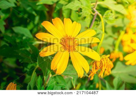 Tree marigold Mexican tournesol Mexican sunflower Japanese sunflower Nitobe chrysanthemum
