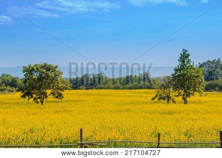 Garden yellow sunhemp flower with natural background