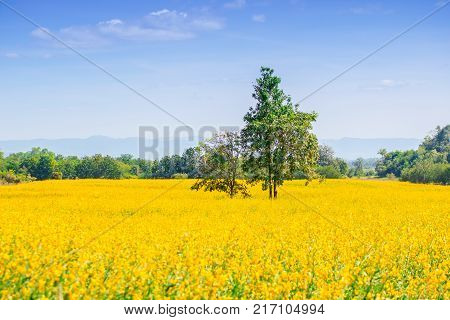 Garden yellow sunhemp flower with natural background