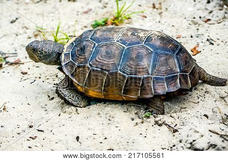 Gopher Tortoise