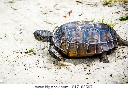 Gopher Tortoise