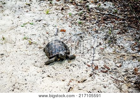 Gopher Tortoise