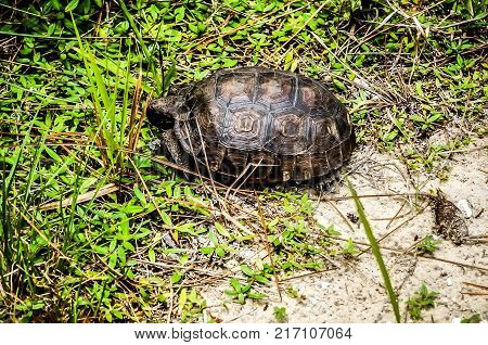 Gopher Tortoise