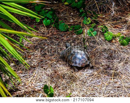 Gopher Tortoise