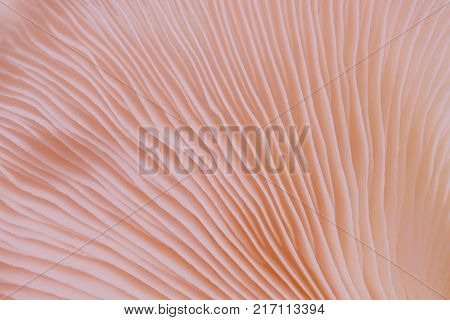 abstract background macro close up of Pleurotus djamor is beautiful mushrooms color pink