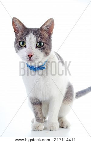 Domestic cat with collar on isolated white background. Cat wanting food. Trained cat. Animal mammal pet. Beautiful grey white young kitten on isolated white studio photo background. Cat with beautiful eyes Silver kitten.