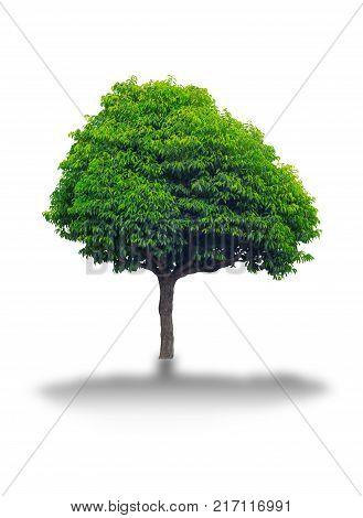 Mimusops elengi tree isolated on white background Asian bulletwood Bullet wood Bukal Tanjong tree Medlar Spanish cherry