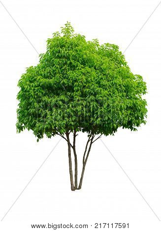 Mimusops elengi tree isolated on white background, Asian bulletwood, Bullet wood, Bukal, Tanjong tree, Medlar, Spanish cherry.