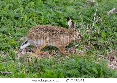 natural european brown hare jackrabbit (lepus europaeus) in green meadow