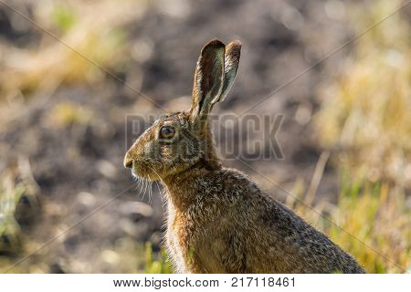 side view portrait sitting natural european brown hare jackrabbit (lepus europaeus)