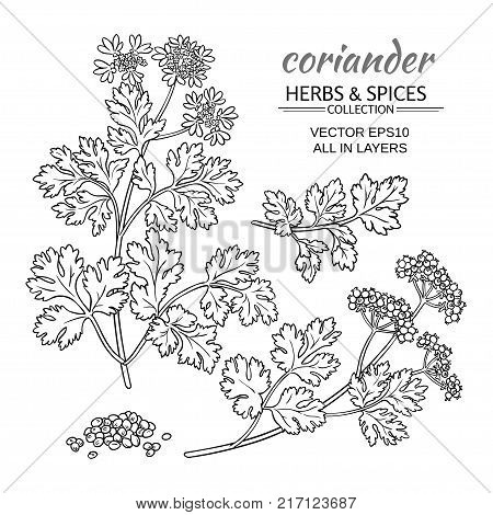 coriander plant vector set on color background