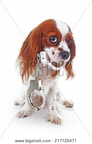 Dog with handcuffs. Illustration against animal cruelty or other concept. Cavalier king charles spaniel dog puppy photos. Cute puppy photos.
