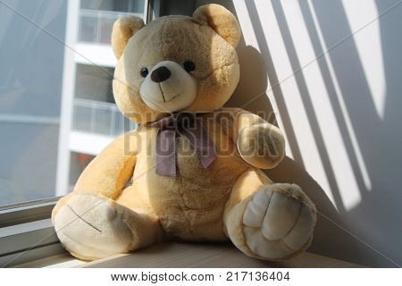 Bear toy sitting by the window in shadows