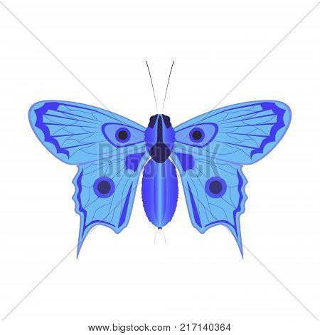 Vector image of a realistic butterfly in a soft blue color