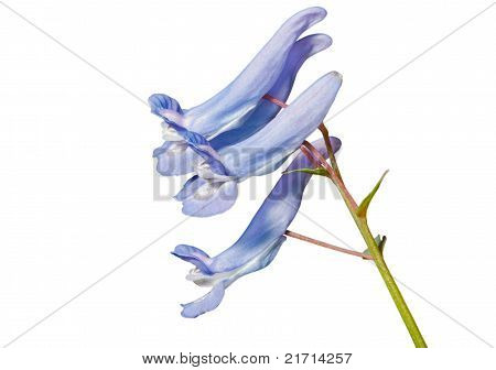 Blomster af Lærkespore