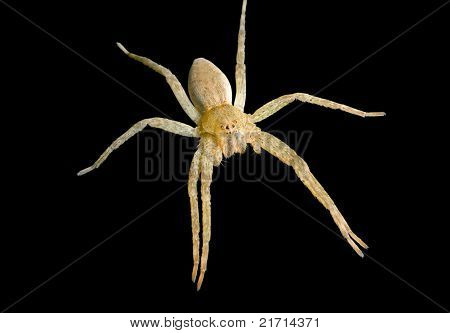 Ragno (pisauridae)