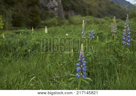 Spring flowers in the valley of the River Simpson on the route of the Carretera Austral in northern Patagonia, Chile.