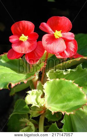 Red begonia flowers closeup in the garden