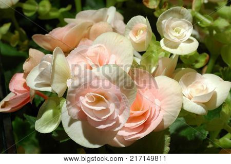 begonia flowers closeup in the garden, note  select focus with shallow depth of field