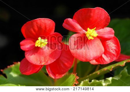 Red begonia flowers closeup in the garden