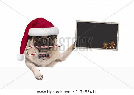 cute Christmas pug dog with santa hat and candy cane holding blankboard sign in paw isolated on white background