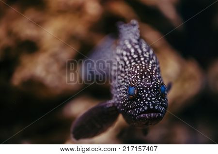 Cephalopholis Argus with bright blue eyes and spotted skin floats against the background of stones.