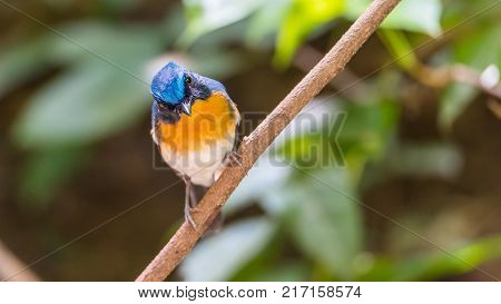Bird (tickell's Blue Flycatcher) In Nature Wild
