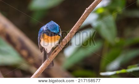 Bird (tickell's Blue Flycatcher) In Nature Wild