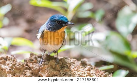 Bird (tickell's Blue Flycatcher) In Nature Wild