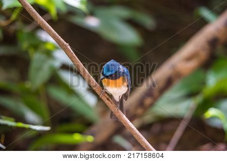 Bird (tickell's Blue Flycatcher) In Nature Wild
