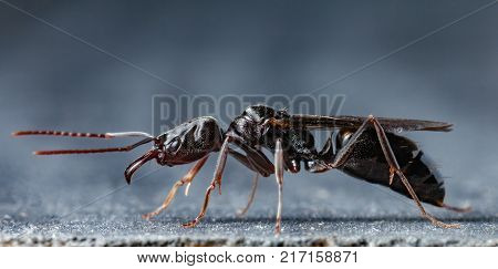 Trap Jaw Ant 