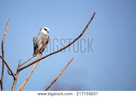 Black-winged kite or Elanus caeruleus perched on branch in Ranthambore national park, India