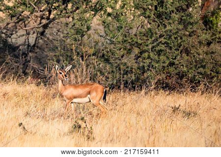 Indian Gazelle or Chinkara, Gazella bennettii in Ranthambore National Park, Rajasthan, India