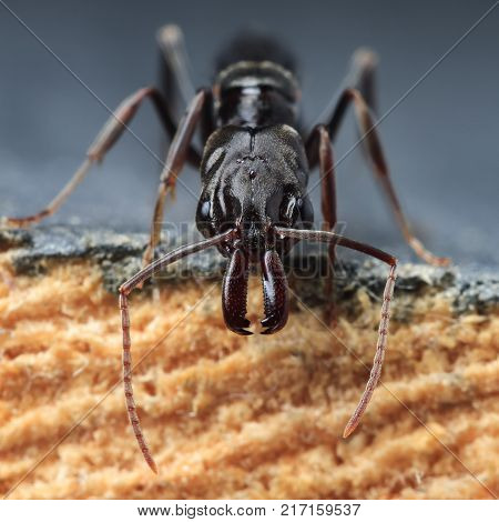 Trap jaw ant 