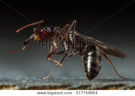 Trap jaw ant 