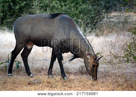 Close up of male Nilgai, largest Asian antelope. It is also known as blue bull or Boselaphus tragocamelus and is endemic to India. Wildlife photography taken in Ranthambore, Rajasthan, India.