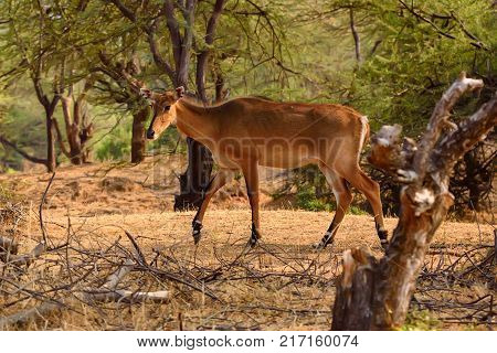 Close up of female Nilgai, largest Asian antelope. It is also known as blue bull or Boselaphus tragocamelus and is endemic to India. Wildlife photography taken in Ranthambore, Rajasthan, India.