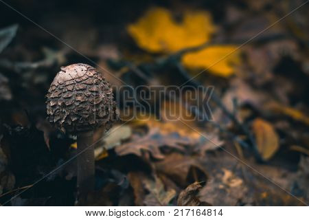 Mushrooms in an autumn forest in nature with a blurred background