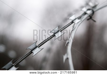 Protective barbed-wire fence on blurred background. Concertina wire or Dannert Wire.