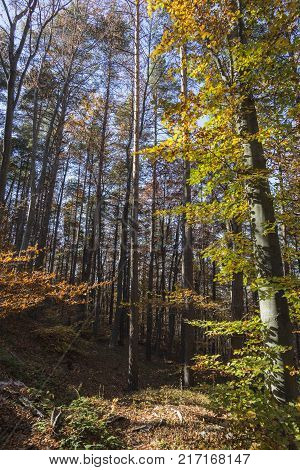 Autumn landscape in Rodopi, Bulgaria. Colorful autumn forest.