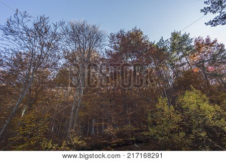Autumn landscape in Rodopi, Bulgaria. Colorful autumn forest.