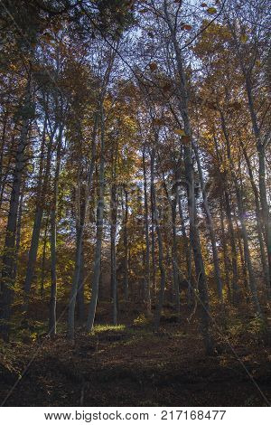 Autumn landscape in Rodopi, Bulgaria. Colorful autumn forest.