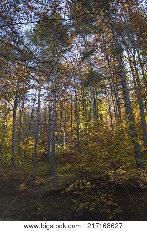 Autumn landscape in Rodopi, Bulgaria. Colorful autumn forest.