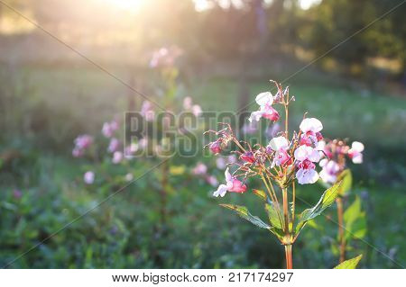 Impatiens glandulifera plants. Himalayan Balsam Policeman's Helmet flowers.