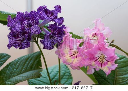 One violet and one pink flower of streptocarpus