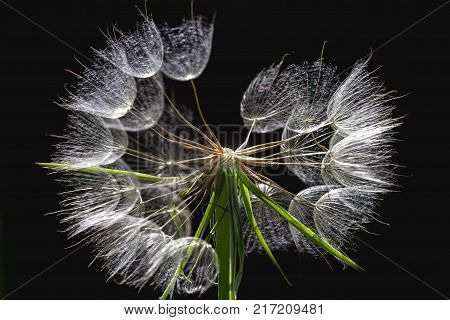 Dandelion isolated on black background. Abstract maco photo of dandelion seeds close up