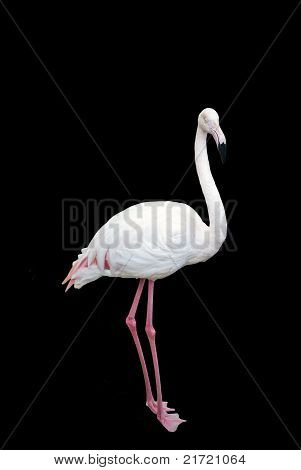 Flamingo isolada no fundo preto