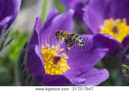 pasque flower, Pulsatilla patens. Pasqueflowers on the field with grass. pasque flower.
