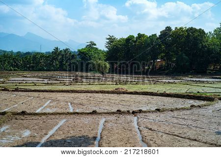 Close up photograph of paddy fields with crops of rice in Sri Lanka