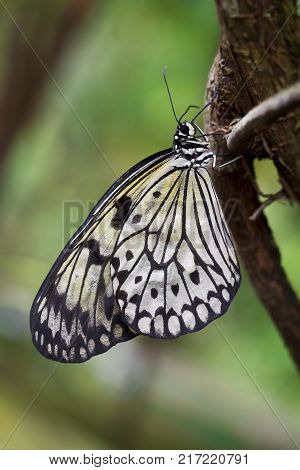 Paper Kite or Rice Butterfly, Idea leuconoe, butteflies of Thailand, Malaysia and Borneo
